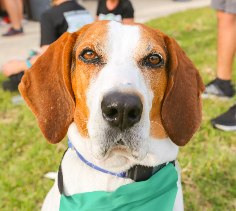 Glenn, a Treeing Walker Coonhound tested with EmbarkVet.com