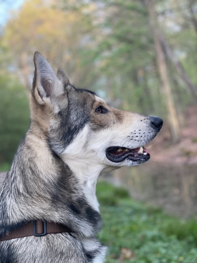 Kasper (Mountain Dew Phillip), a Saarloos Wolfdog tested with EmbarkVet.com