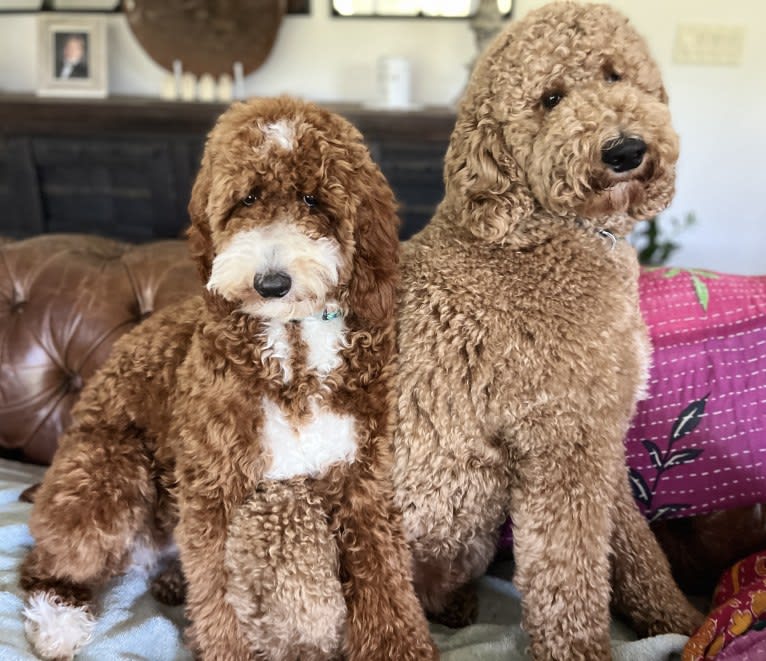 Benson, a Poodle (Standard) tested with EmbarkVet.com