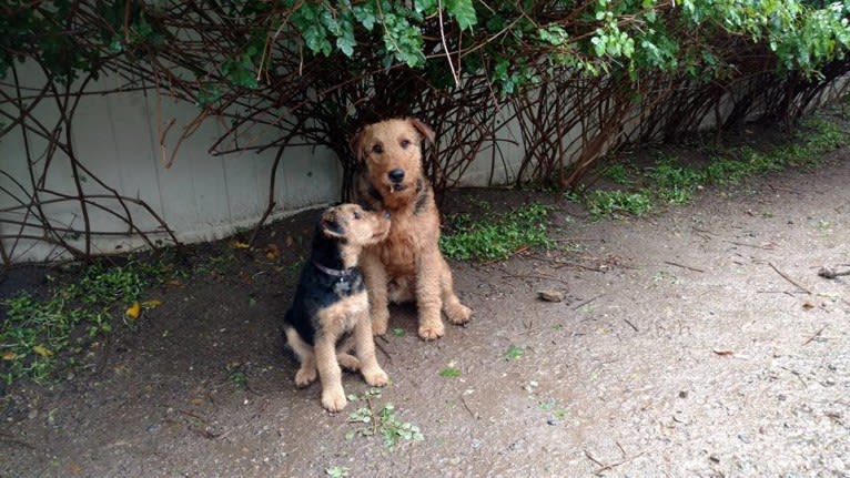 Sasha, an Airedale Terrier tested with EmbarkVet.com