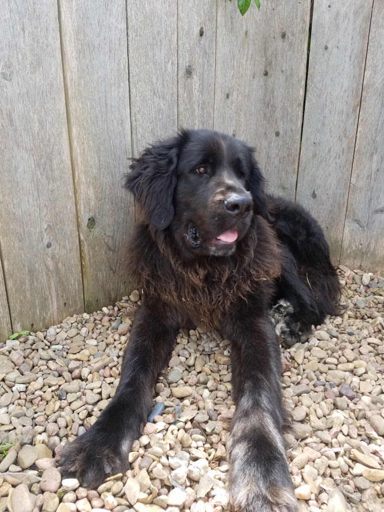 Bosco, a Saint Bernard and Labrador Retriever mix tested with EmbarkVet.com