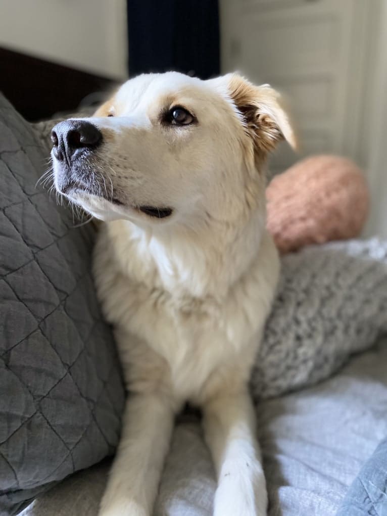 Fenrir, a Border Collie and Great Pyrenees mix tested with EmbarkVet.com