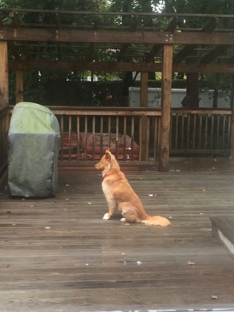 Moxie, a Chow Chow and Pomeranian mix tested with EmbarkVet.com