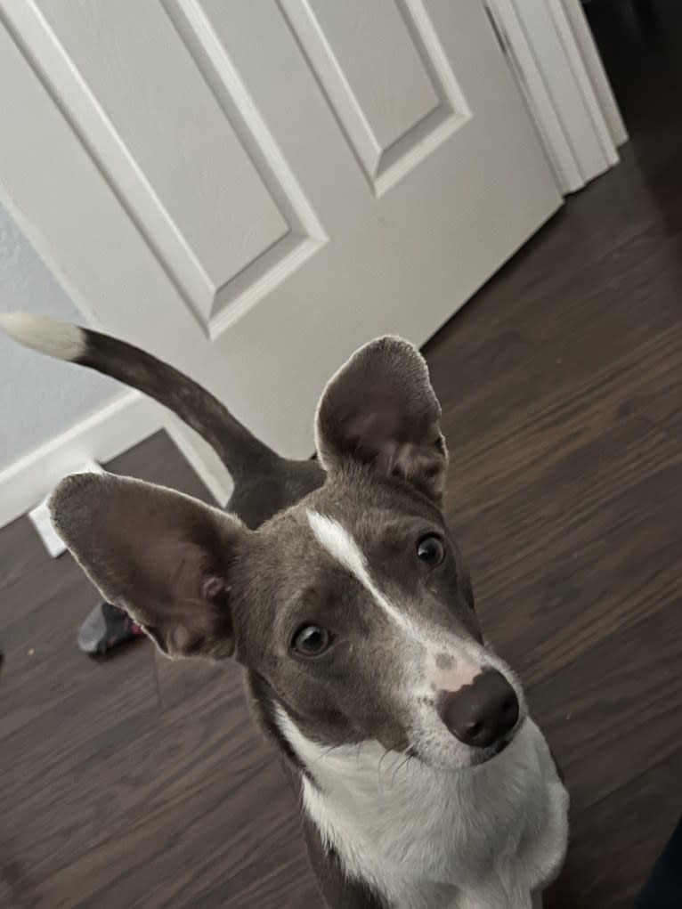 Mary, a Chihuahua and Rat Terrier mix tested with EmbarkVet.com