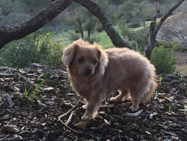 LULA, a Chihuahua and Poodle (Small) mix tested with EmbarkVet.com