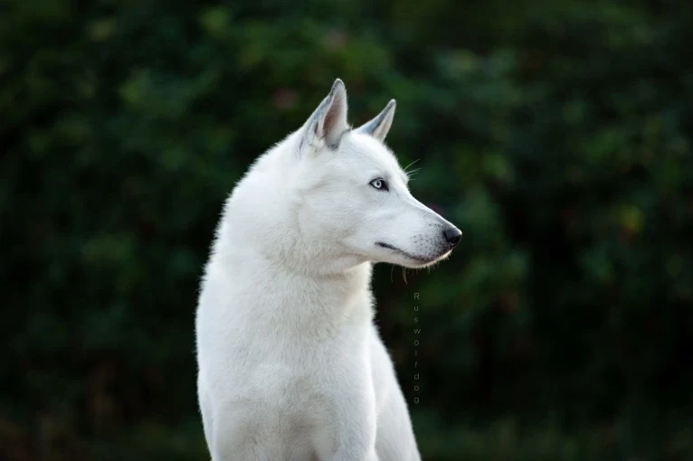 DEMON, a Siberian Husky and German Shepherd Dog mix tested with EmbarkVet.com