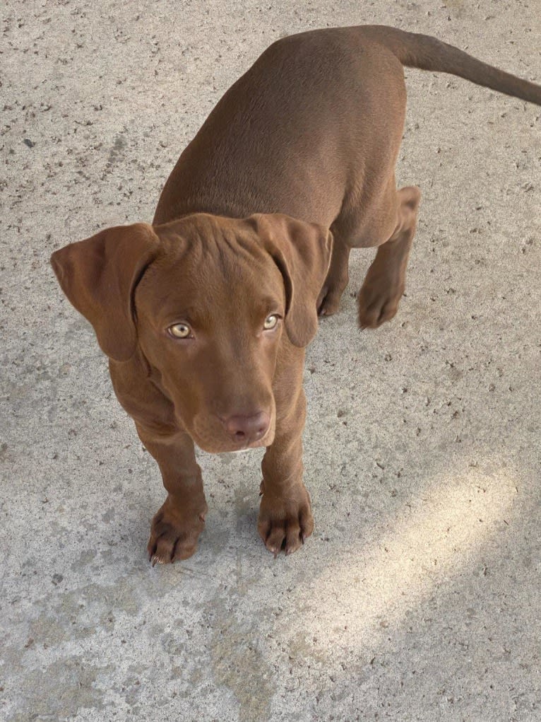 Kingston, a Weimaraner and Labrador Retriever mix tested with EmbarkVet.com