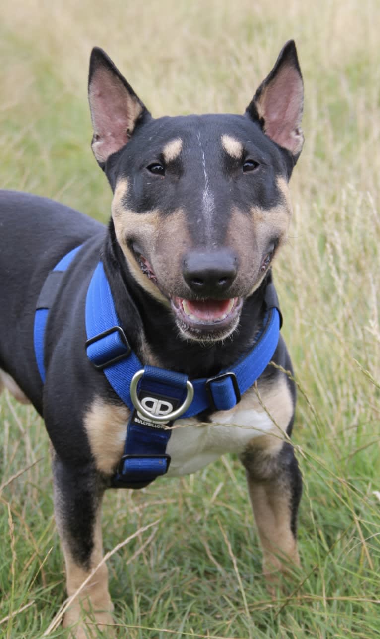 Saber, a Miniature Bull Terrier tested with EmbarkVet.com