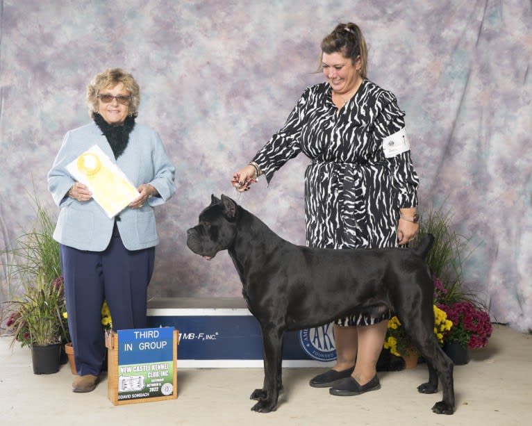 Diesel, a Cane Corso tested with EmbarkVet.com