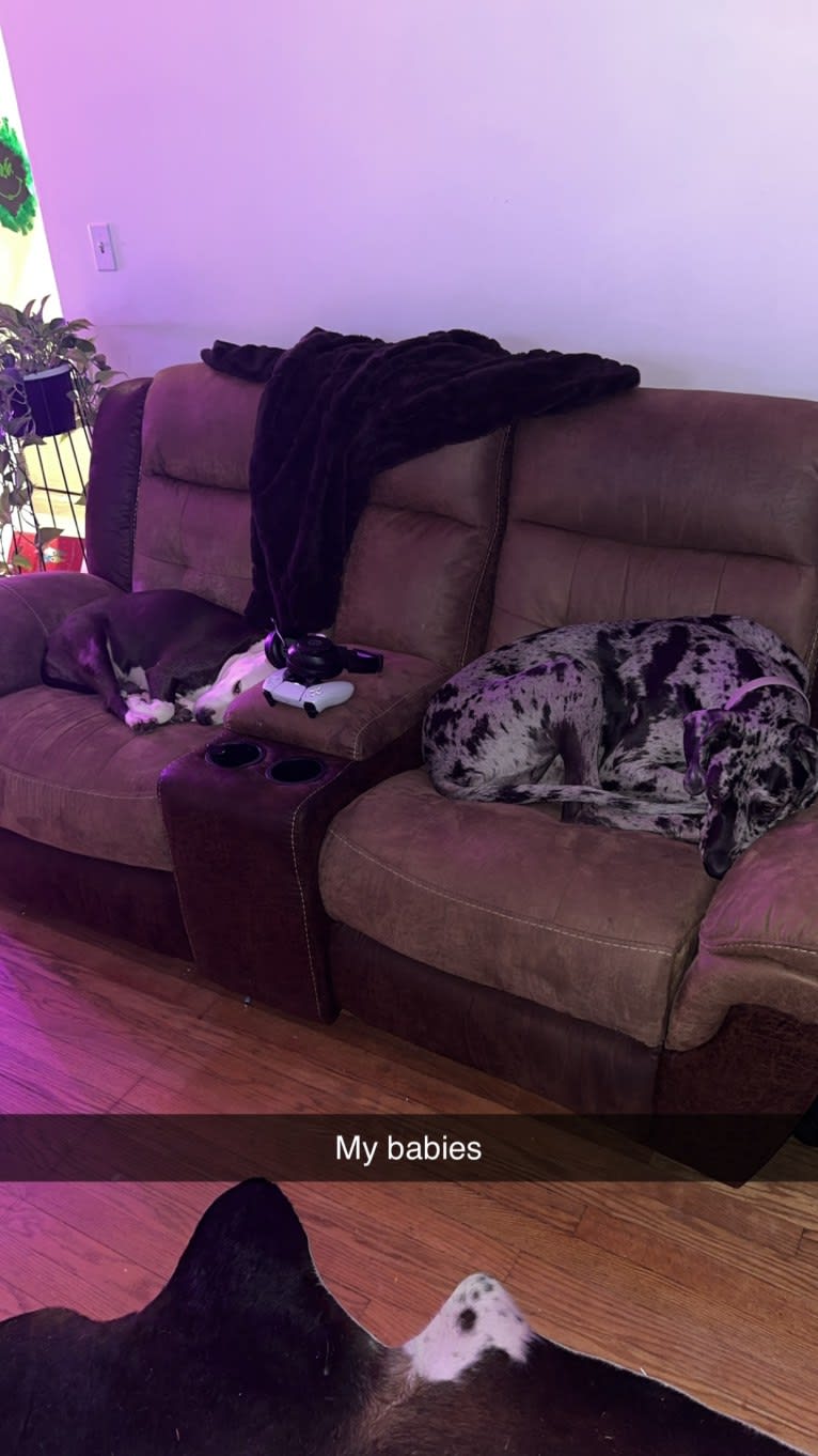 Dream Hunter, a Great Dane tested with EmbarkVet.com