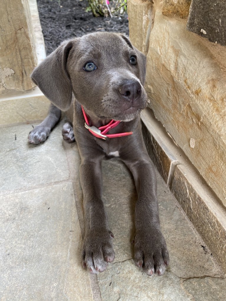 Kaia, a Blue Lacy tested with EmbarkVet.com