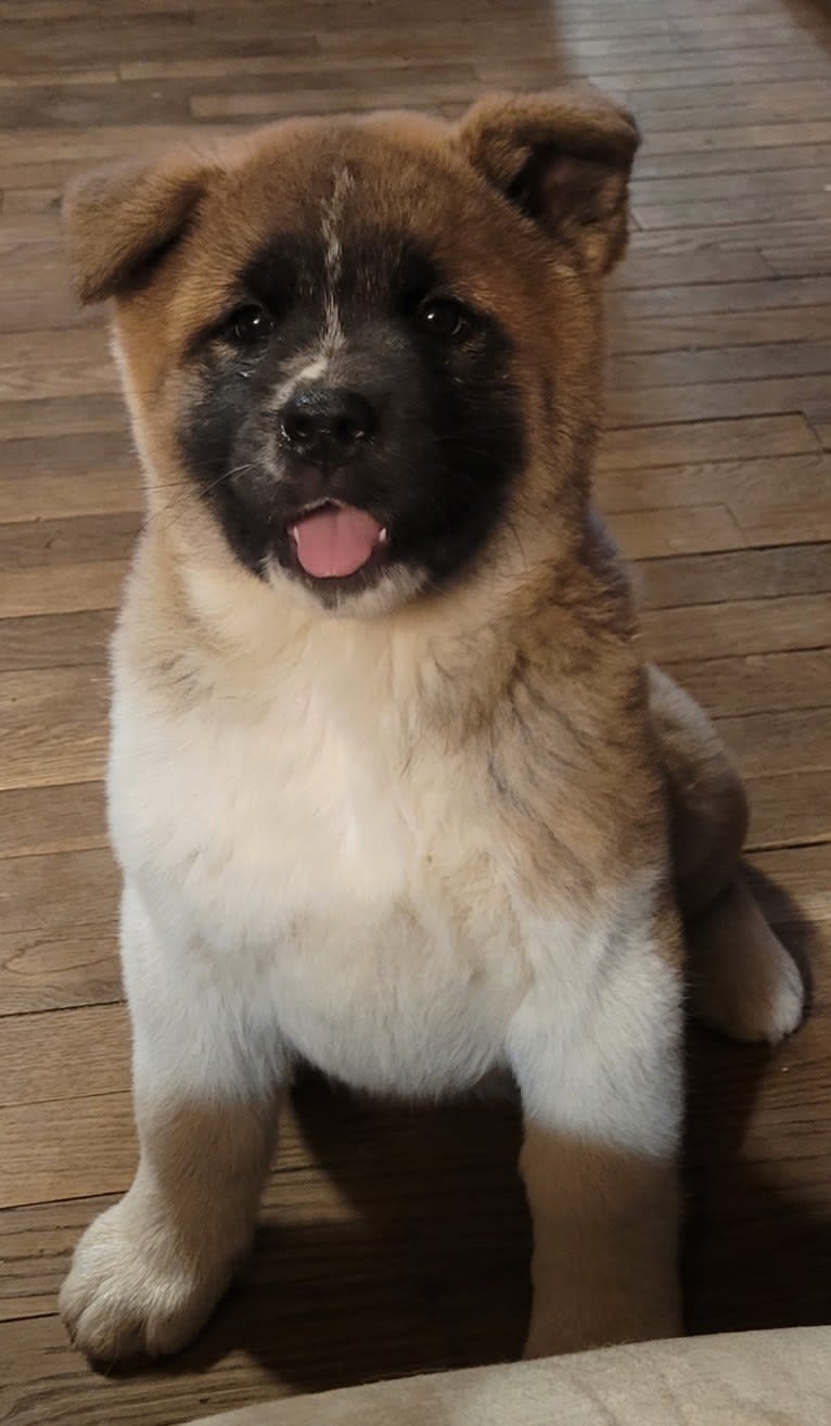 Geena, an Akita tested with EmbarkVet.com