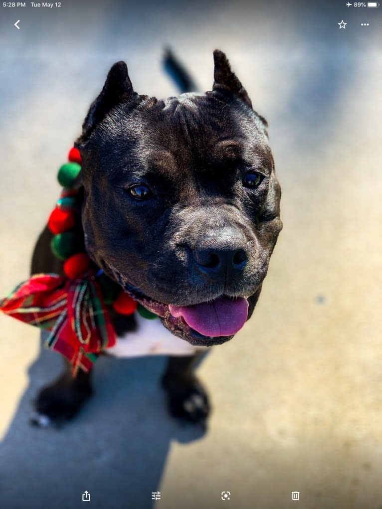 Hoku, an American Bully tested with EmbarkVet.com