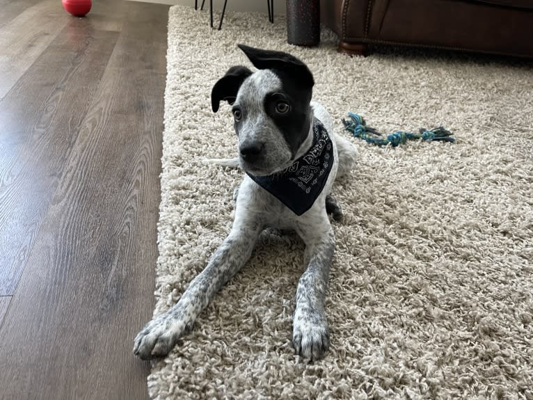 Jax, an American Pit Bull Terrier and Australian Cattle Dog mix tested with EmbarkVet.com