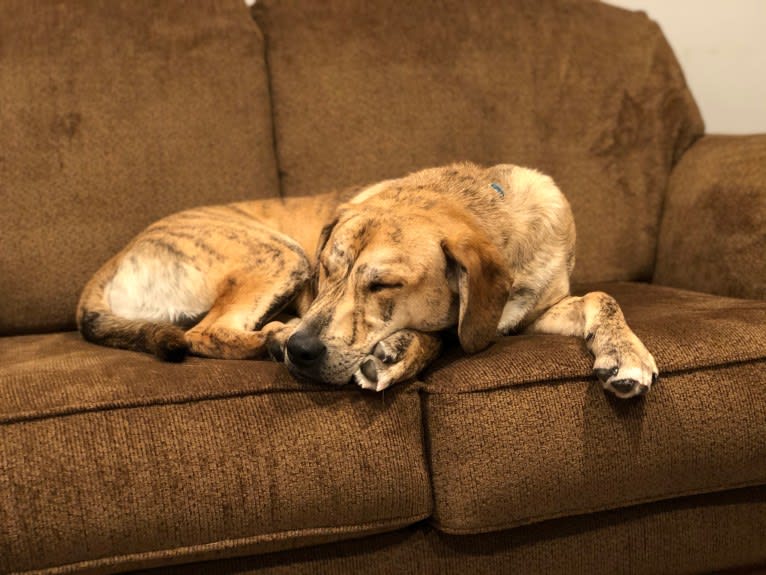 Simba, a Catahoula Leopard Dog and Chow Chow mix tested with EmbarkVet.com