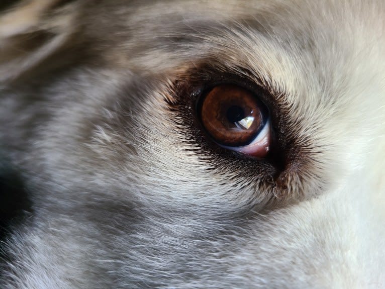 Mataki, a Great Pyrenees tested with EmbarkVet.com