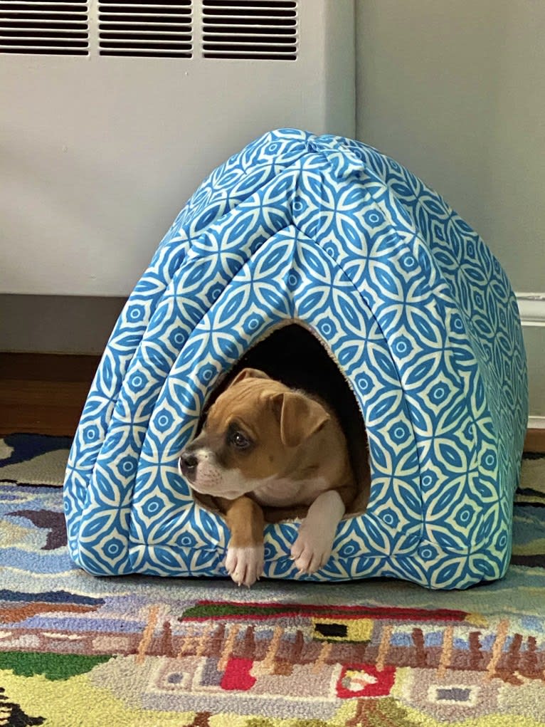 Chubs, an American Pit Bull Terrier and Boxer mix tested with EmbarkVet.com