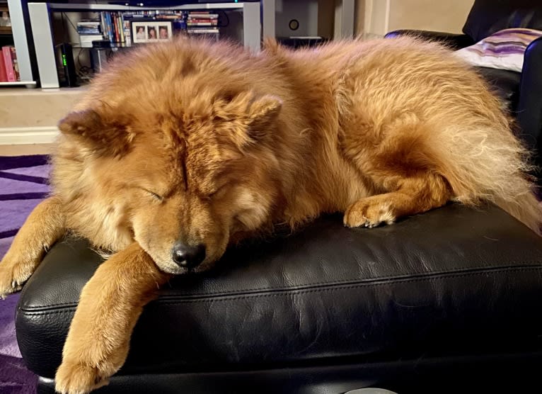 Satchmo, a Chow Chow tested with EmbarkVet.com