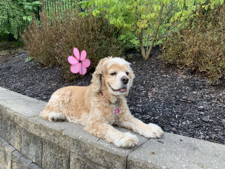 Daisy, a Cocker Spaniel tested with EmbarkVet.com