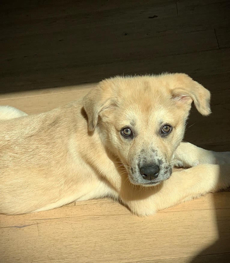 Louise, a Great Pyrenees and American Pit Bull Terrier mix tested with EmbarkVet.com