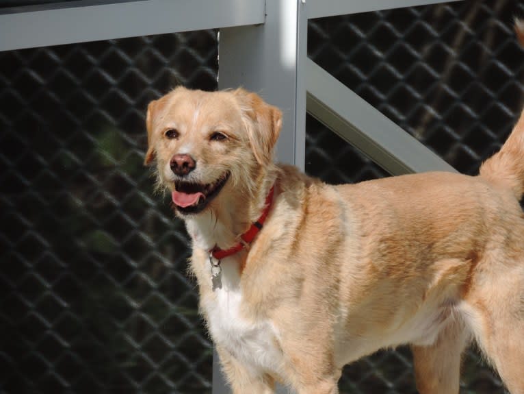 Darwin, an English Springer Spaniel and Beagle mix tested with EmbarkVet.com