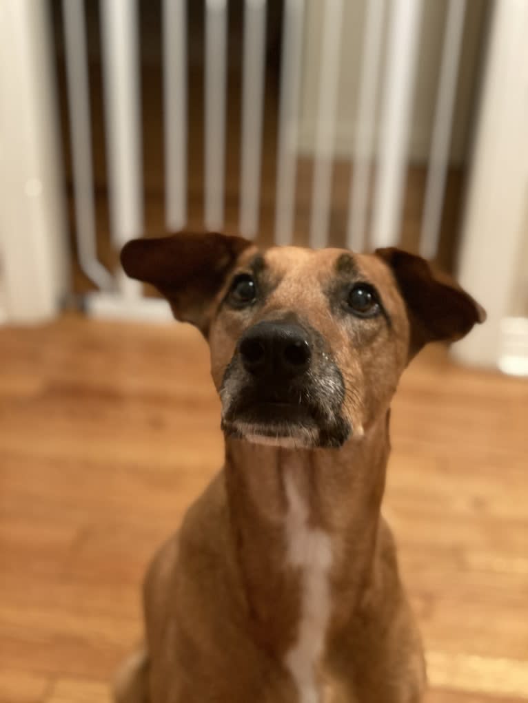 Tate, an American Pit Bull Terrier and Labrador Retriever mix tested with EmbarkVet.com