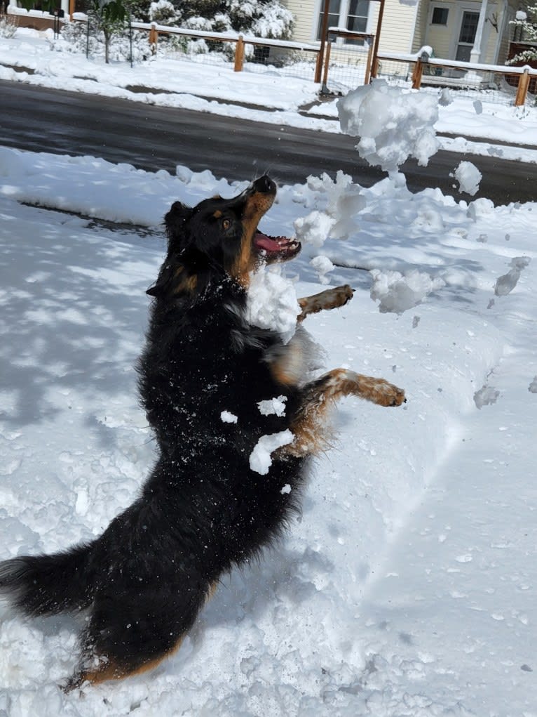 Lancer, an Australian Shepherd and Australian Cattle Dog mix tested with EmbarkVet.com