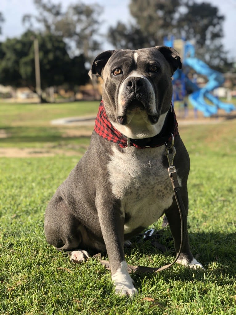 Higgins, an American Bully tested with EmbarkVet.com