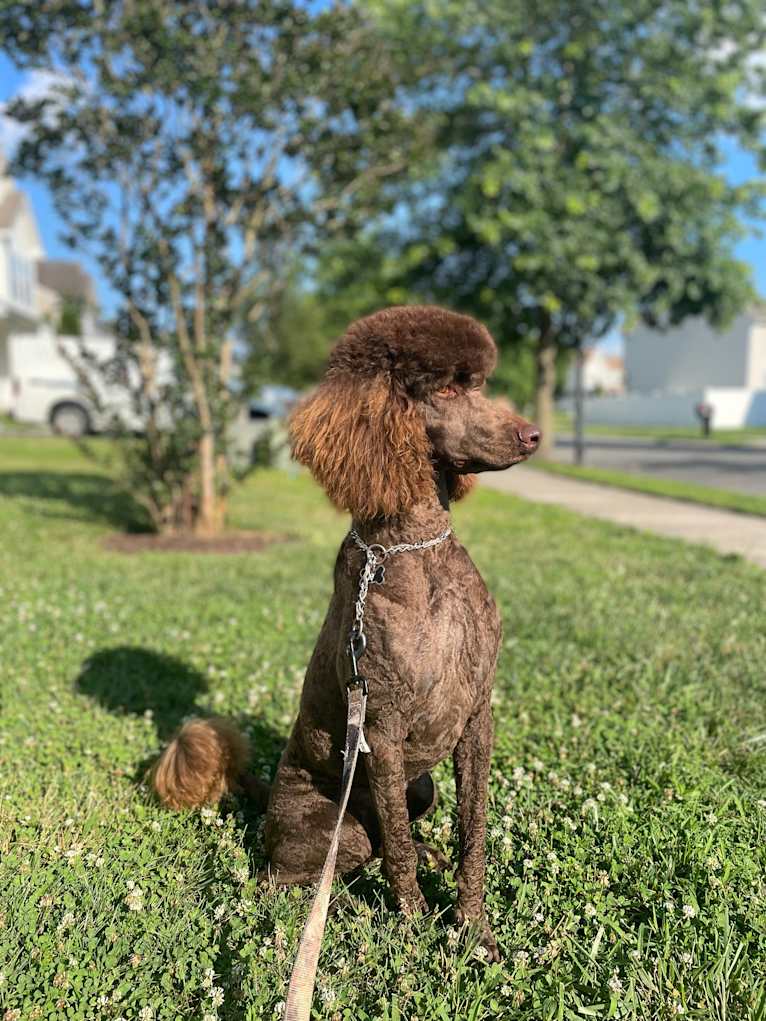 Remy Bass TKN TKI, a Poodle (Standard) tested with EmbarkVet.com