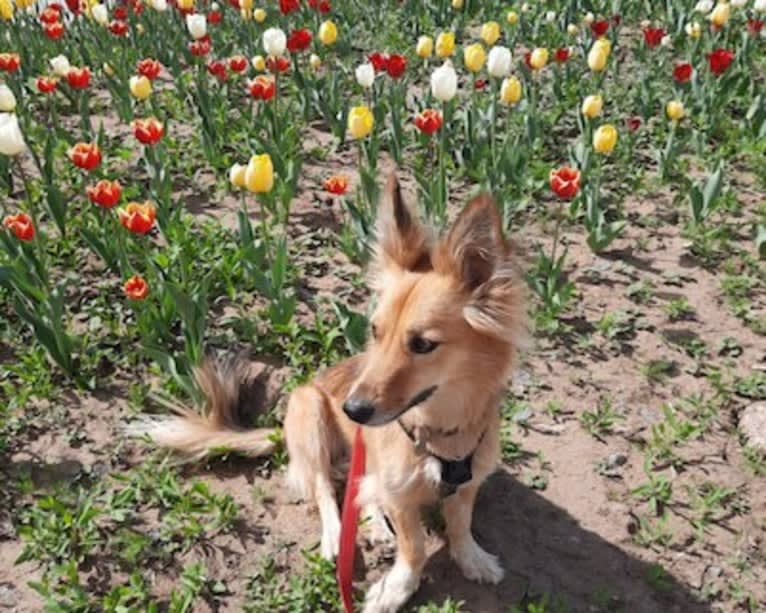 Julia, a Central Asian Village Dog tested with EmbarkVet.com