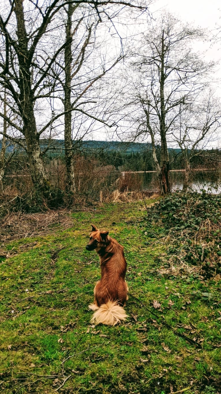 Lucy, an Arabian Village Dog tested with EmbarkVet.com