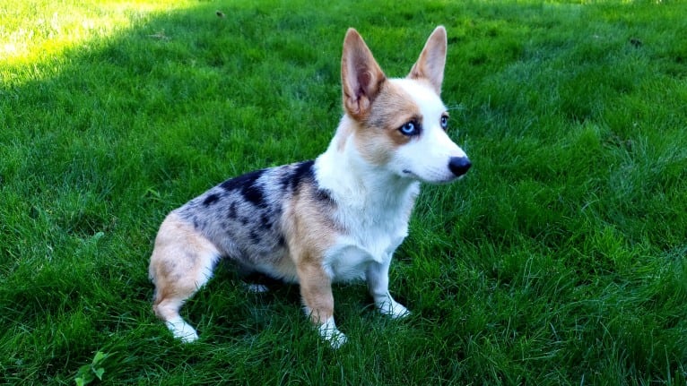 Luna Lu, a Pembroke Welsh Corgi tested with EmbarkVet.com