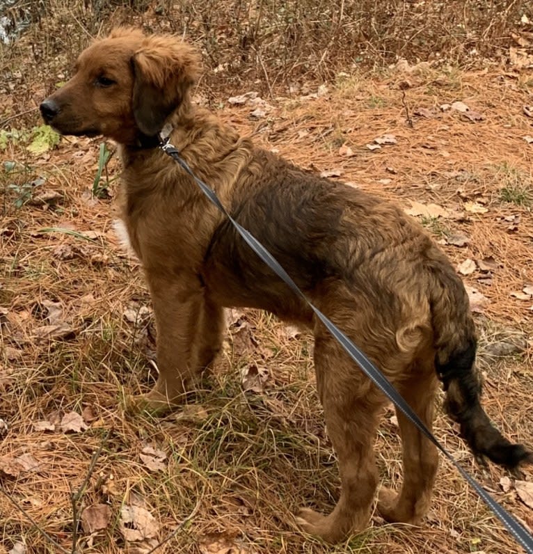 Milkyway Grizzly Adams, a Poodle (Standard) and Australian Cattle Dog mix tested with EmbarkVet.com