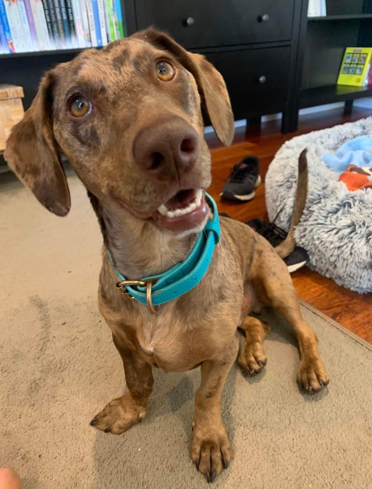 Otis, a Dachshund and Australian Kelpie mix tested with EmbarkVet.com