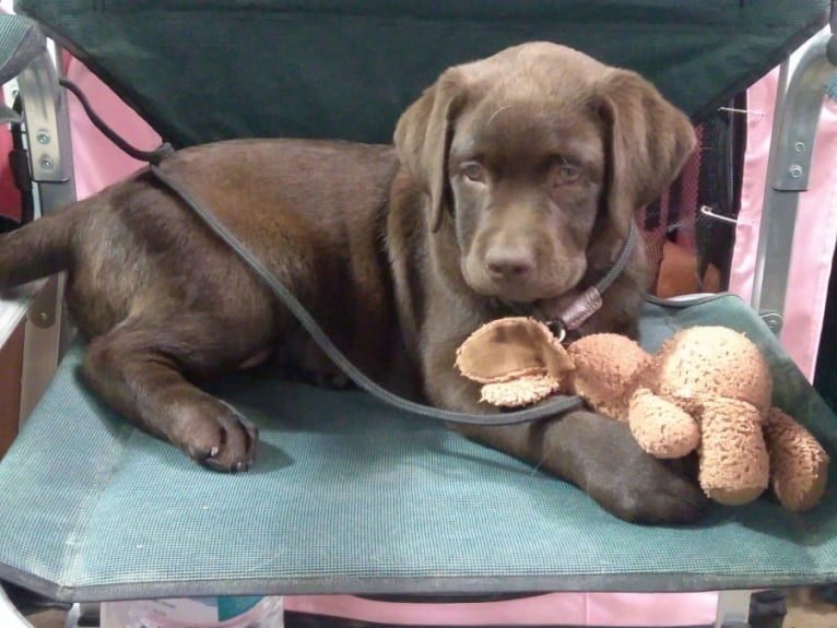 Brittany, a Labrador Retriever tested with EmbarkVet.com