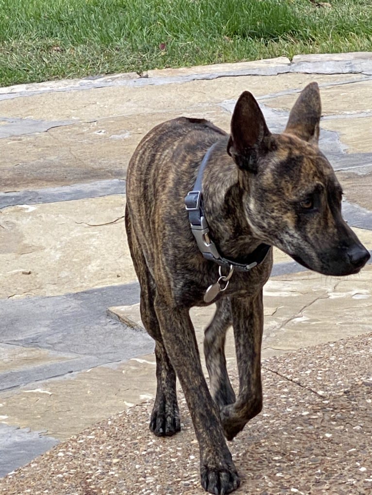 Tai, a Phu Quoc Ridgeback tested with EmbarkVet.com