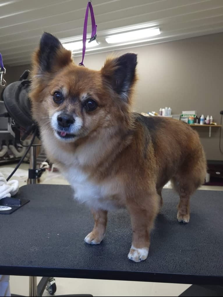 Mr. Gizmo, a Pomeranian and Chihuahua mix tested with EmbarkVet.com