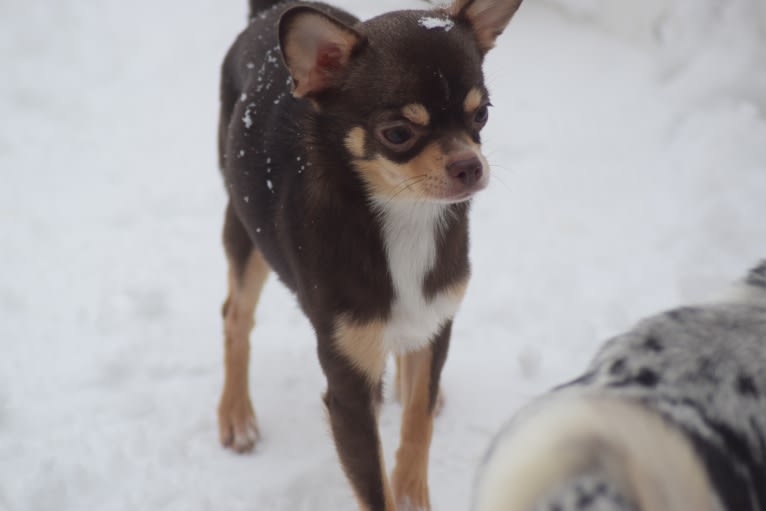 Hazel, a Chihuahua tested with EmbarkVet.com