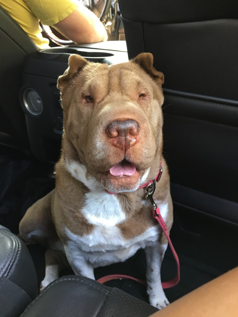 Lava, a Chinese Shar-Pei tested with EmbarkVet.com