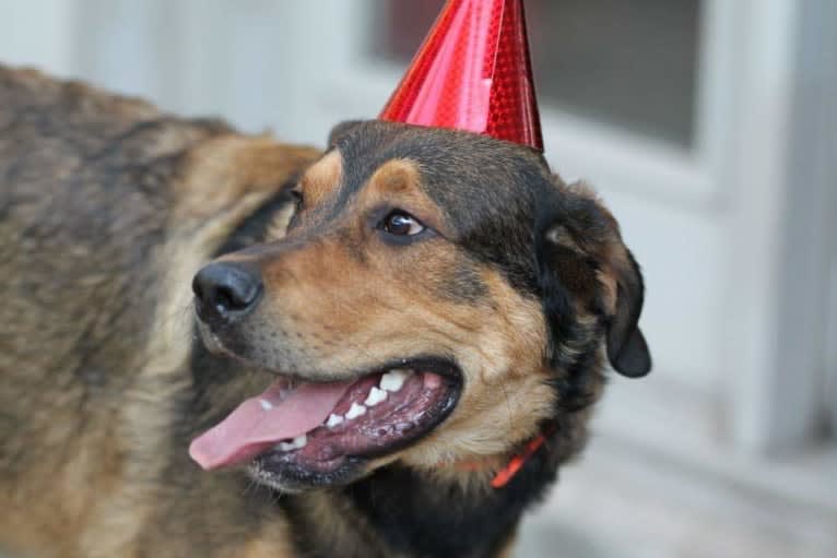 Cooper, a Great Pyrenees and Rottweiler mix tested with EmbarkVet.com