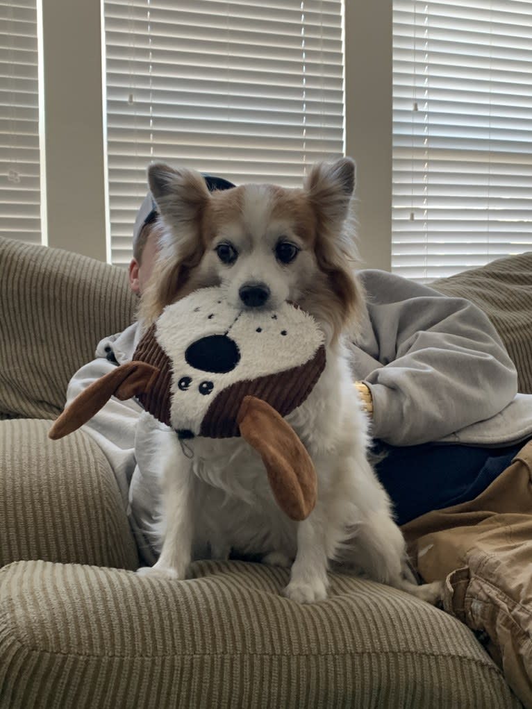 Ziggy, a Papillon and Maltese mix tested with EmbarkVet.com