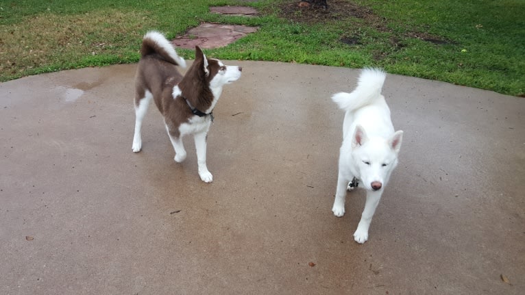 Zelda, a Siberian Husky tested with EmbarkVet.com