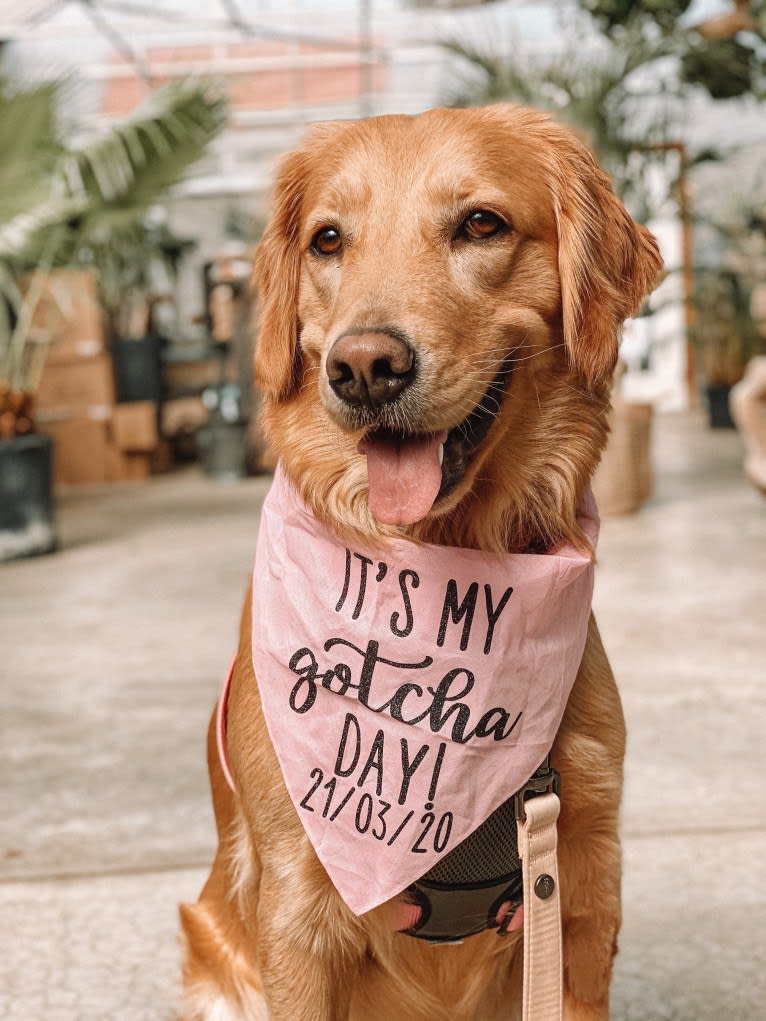 Marley, a Golden Retriever tested with EmbarkVet.com