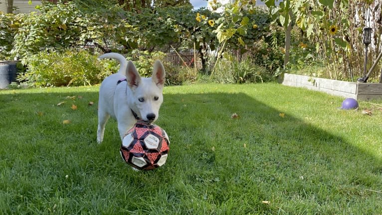 Princess Luna Rose, an Australian Cattle Dog and Siberian Husky mix tested with EmbarkVet.com