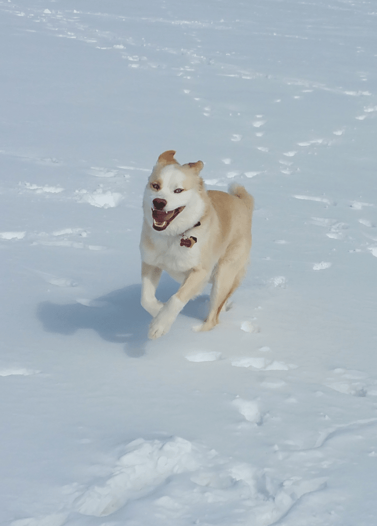 Vincent, a Siberian Husky and Boxer mix tested with EmbarkVet.com