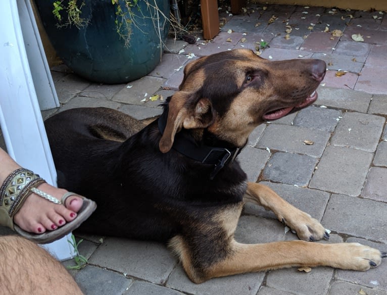 Duke, a German Shepherd Dog and Doberman Pinscher mix tested with EmbarkVet.com