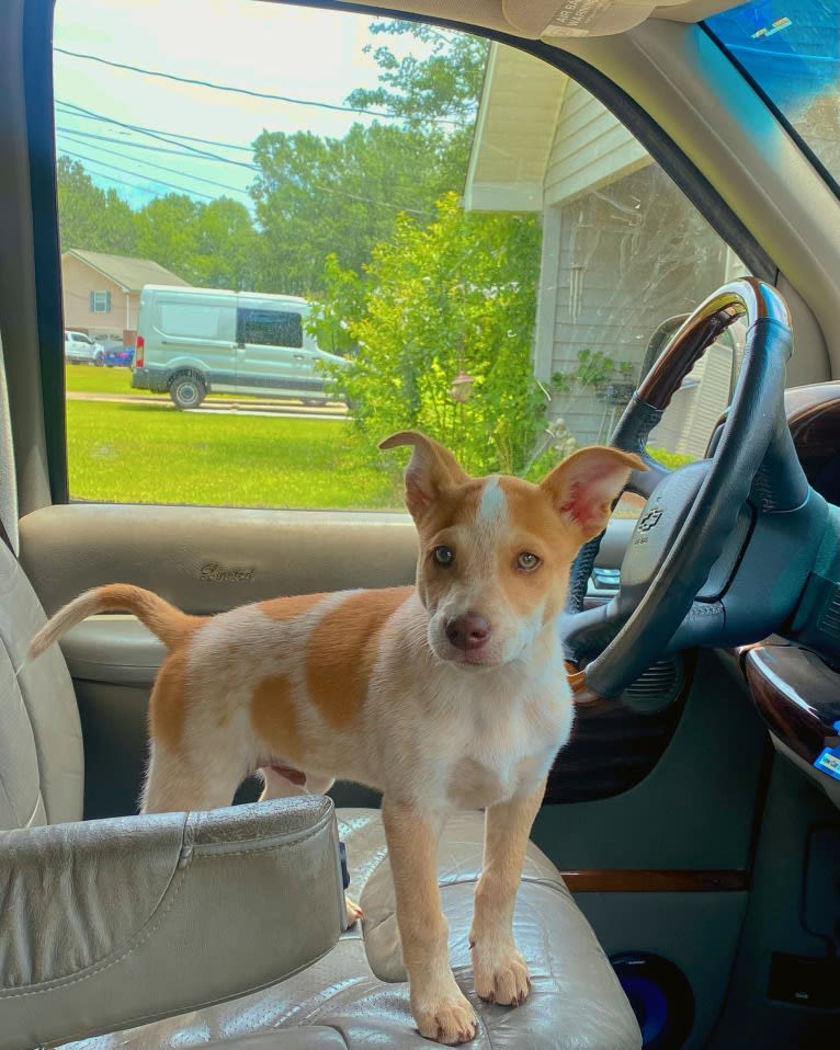 Lou, an Australian Cattle Dog and Australian Shepherd mix tested with EmbarkVet.com