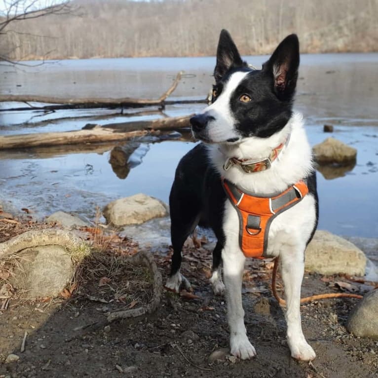 Raven Do II, a Border Collie and Australian Cattle Dog mix tested with EmbarkVet.com