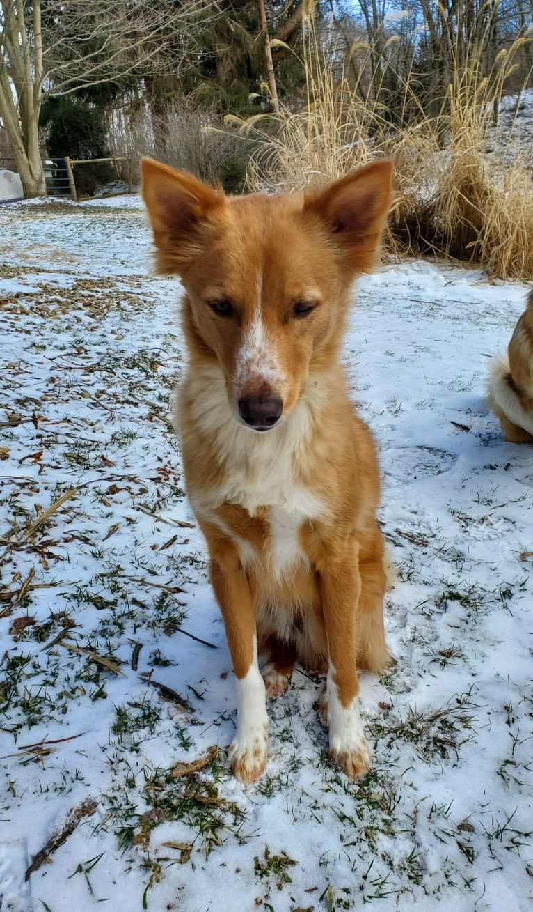 Antosha, an Arabian Village Dog tested with EmbarkVet.com