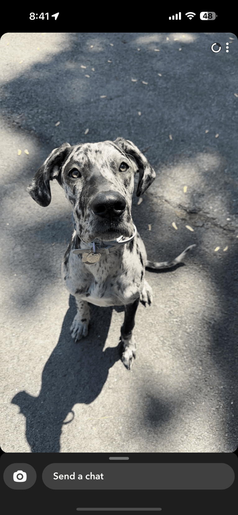 Dream Hunter, a Great Dane tested with EmbarkVet.com